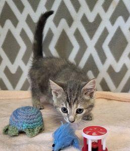 Neve, an adopted Domestic Short Hair in Bucyrus, OH image 2/3