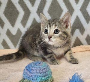 Neve, an adopted Domestic Short Hair in Bucyrus, OH image 1/3