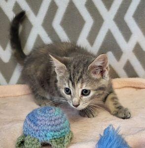 Neve, an adopted Domestic Short Hair in Bucyrus, OH image 3/3