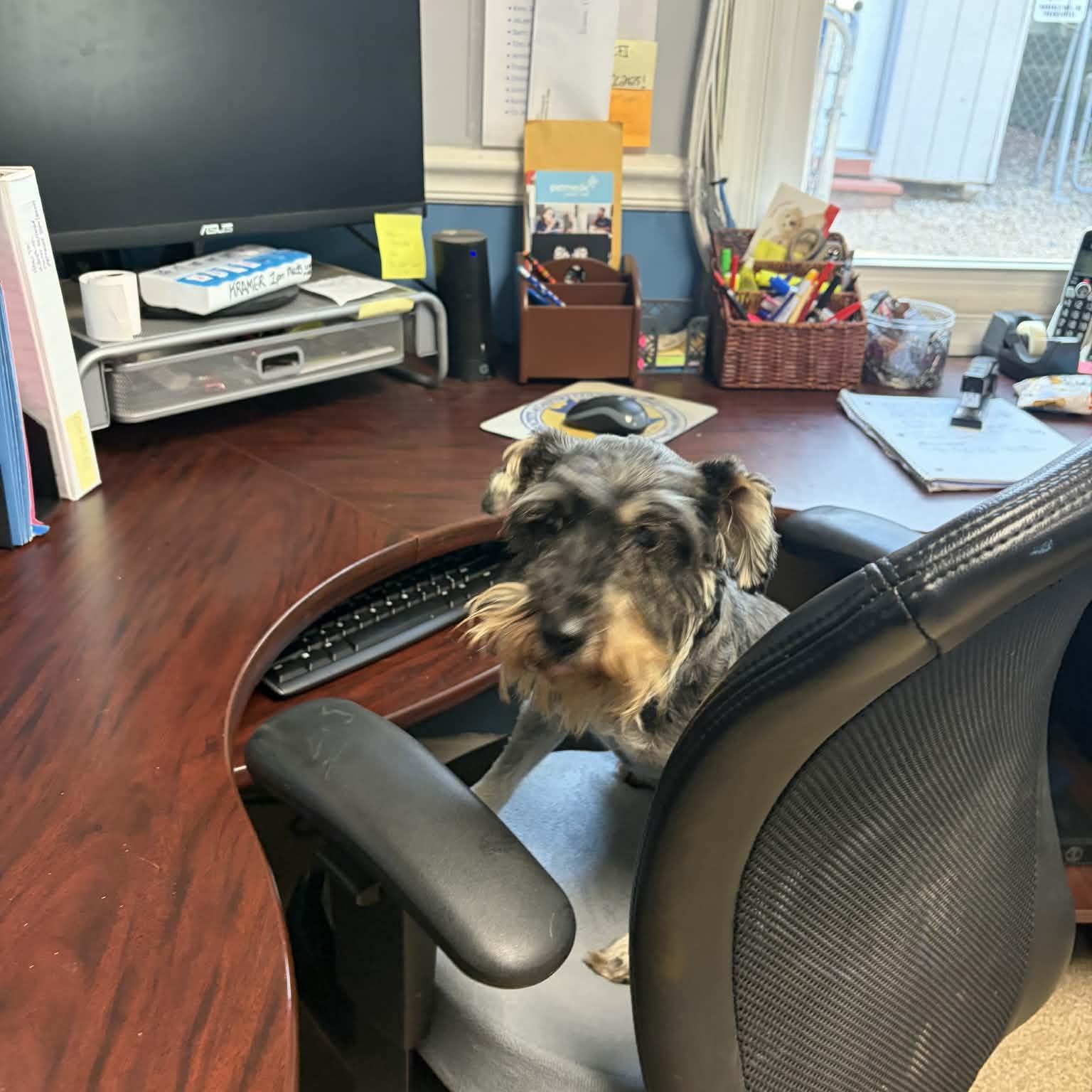 Enlarge Rebel, an adopted Schnauzer in Sunderland, MD image 2/5