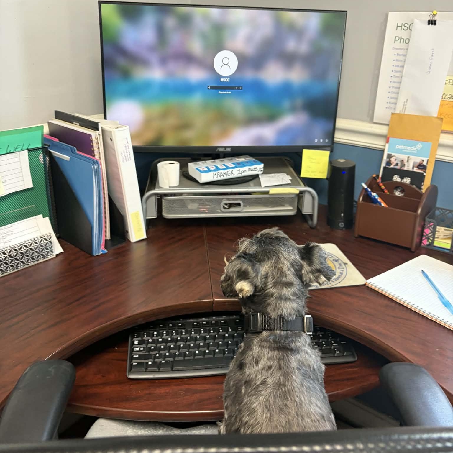 Enlarge Rebel, an adopted Schnauzer in Sunderland, MD image 5/5