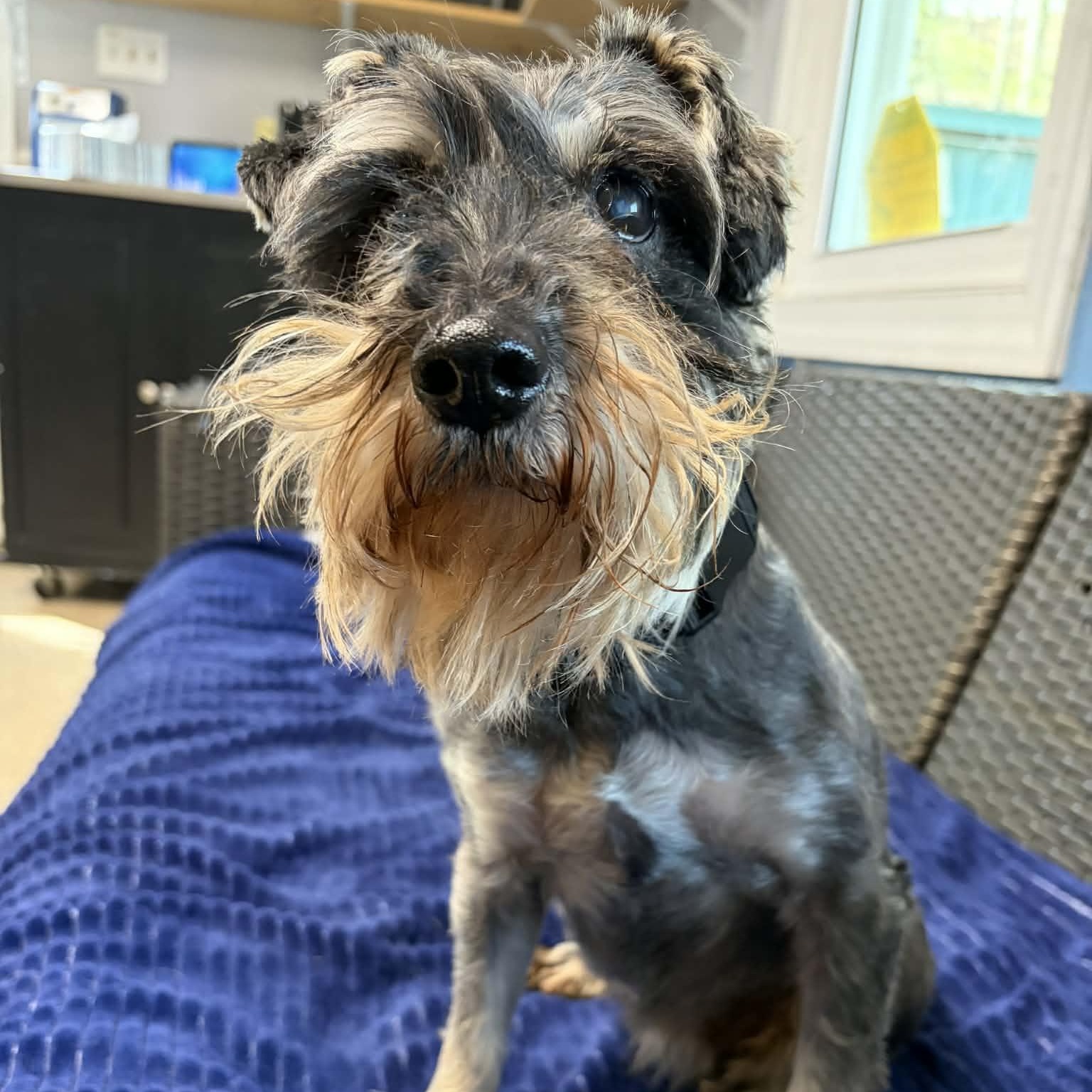 Enlarge Rebel, an adopted Schnauzer in Sunderland, MD image 1/5