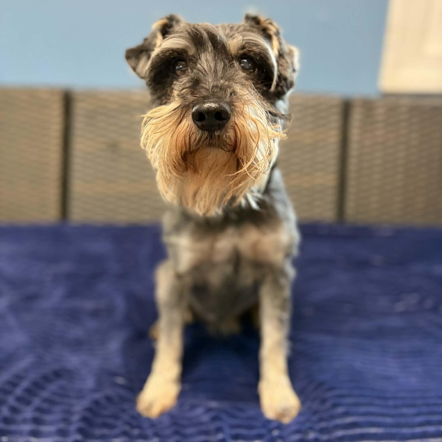 Enlarge Rebel, an adopted Schnauzer in Sunderland, MD image 4/5