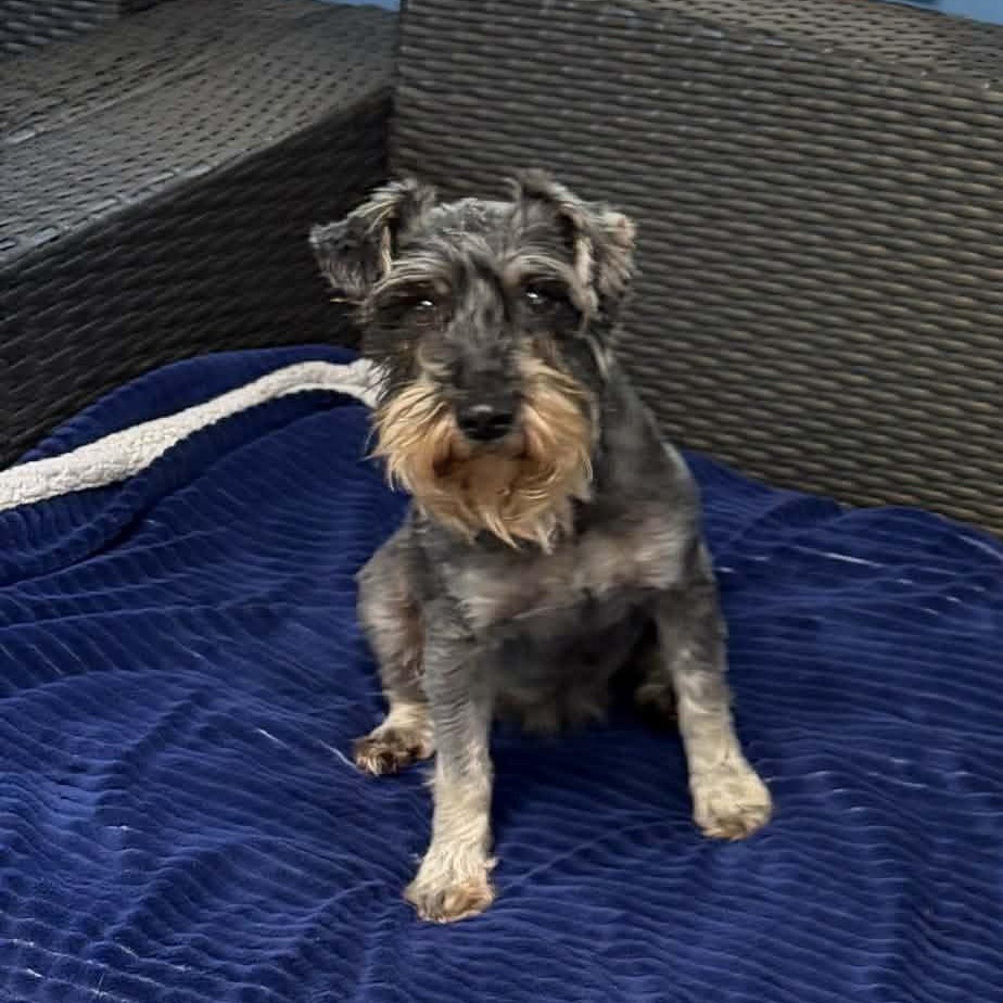 Enlarge Rebel, an adopted Schnauzer in Sunderland, MD image 3/5
