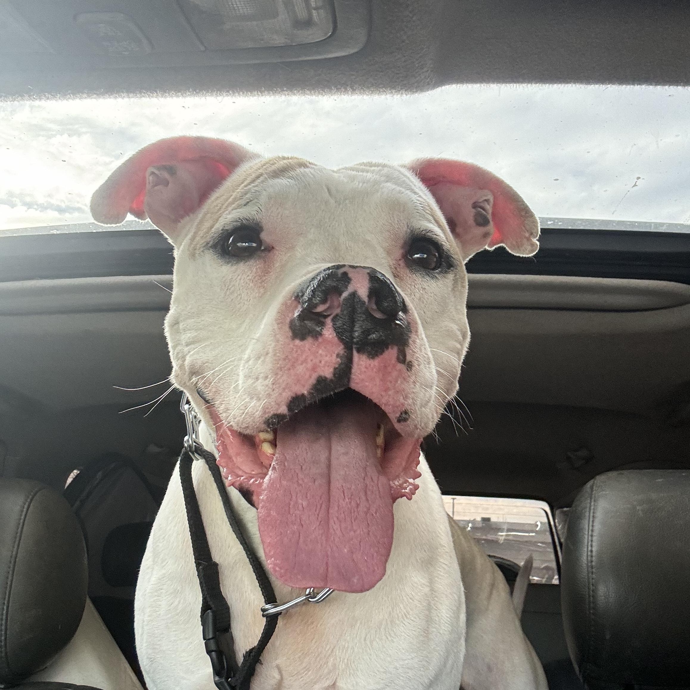 Enlarge Snoopy, a Adoptable mixed breed in Claremont, CA image 1/5