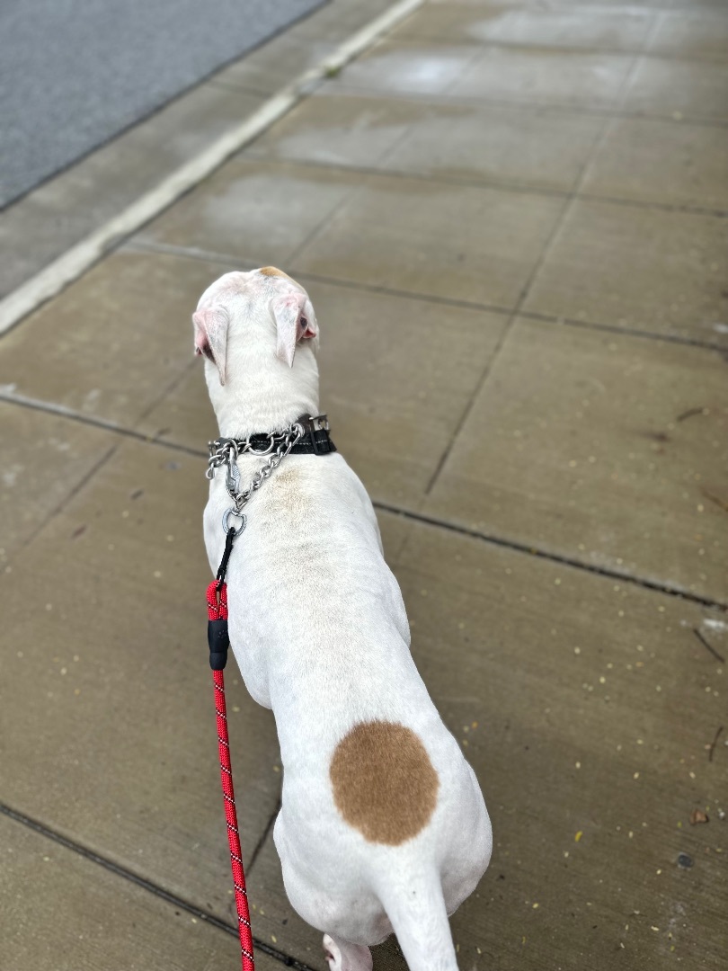 Enlarge Snoopy, a Adoptable mixed breed in Claremont, CA image 3/5