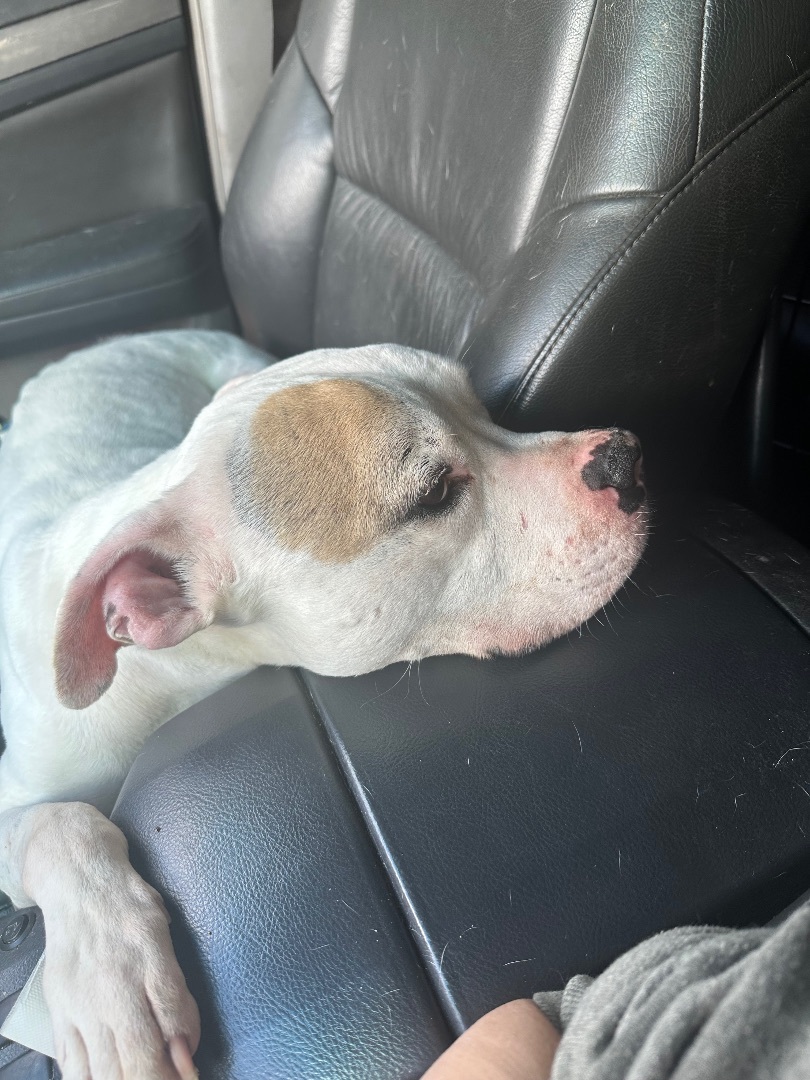 Enlarge Snoopy, a Adoptable mixed breed in Claremont, CA image 4/5