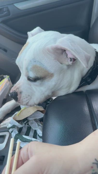 Enlarge Snoopy, a Adoptable mixed breed in Claremont, CA video 5/5