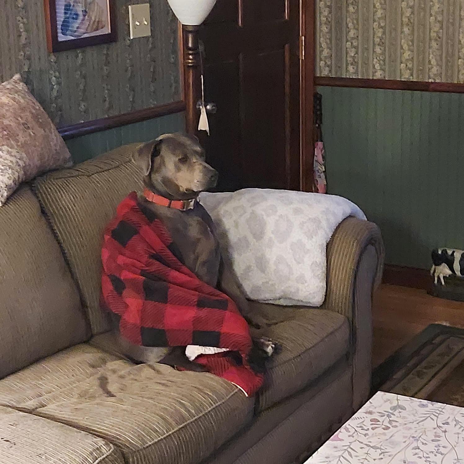 Pebbles (Adoption Fee Sponsored)