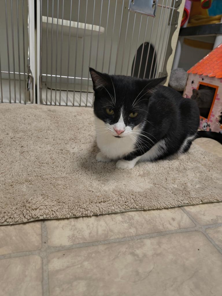 Mister Krabs, Adoptable, Young Male Domestic Short Hair.