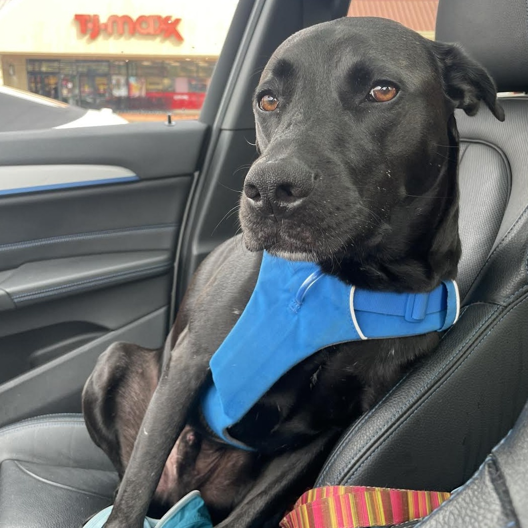 Enlarge Diesel, a Adopted Black Labrador Retriever in Pittsburgh, PA image 2/3