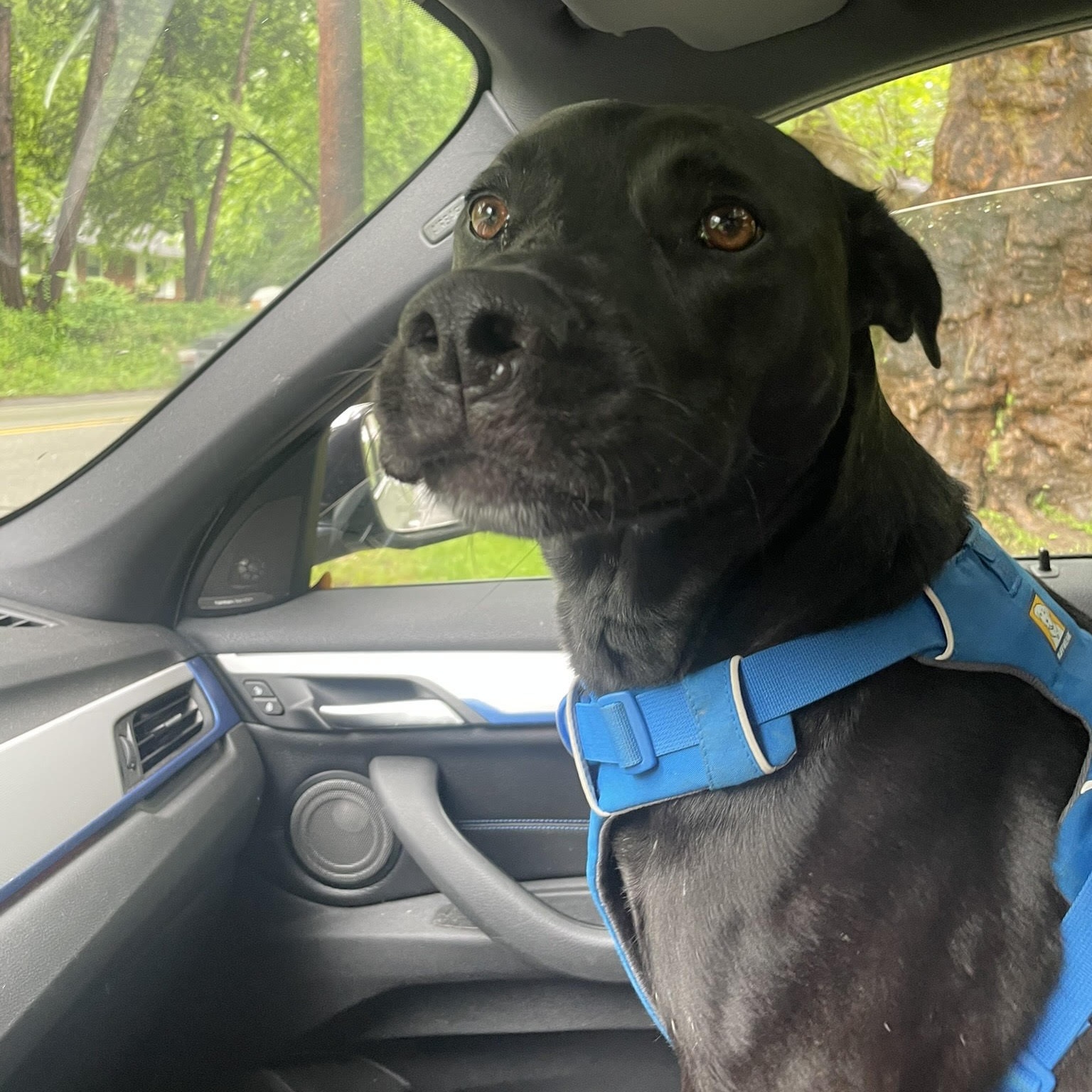 Enlarge Diesel, a Adopted Black Labrador Retriever in Pittsburgh, PA image 3/3