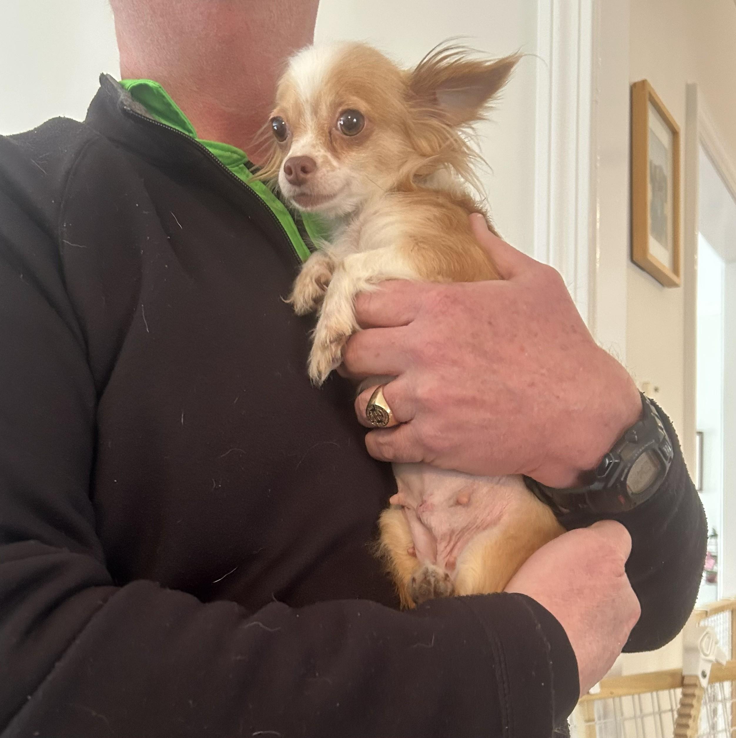 Enlarge Aubrey (Fostered in NE), an adopted Chihuahua in Brooklyn, CT image 1/4