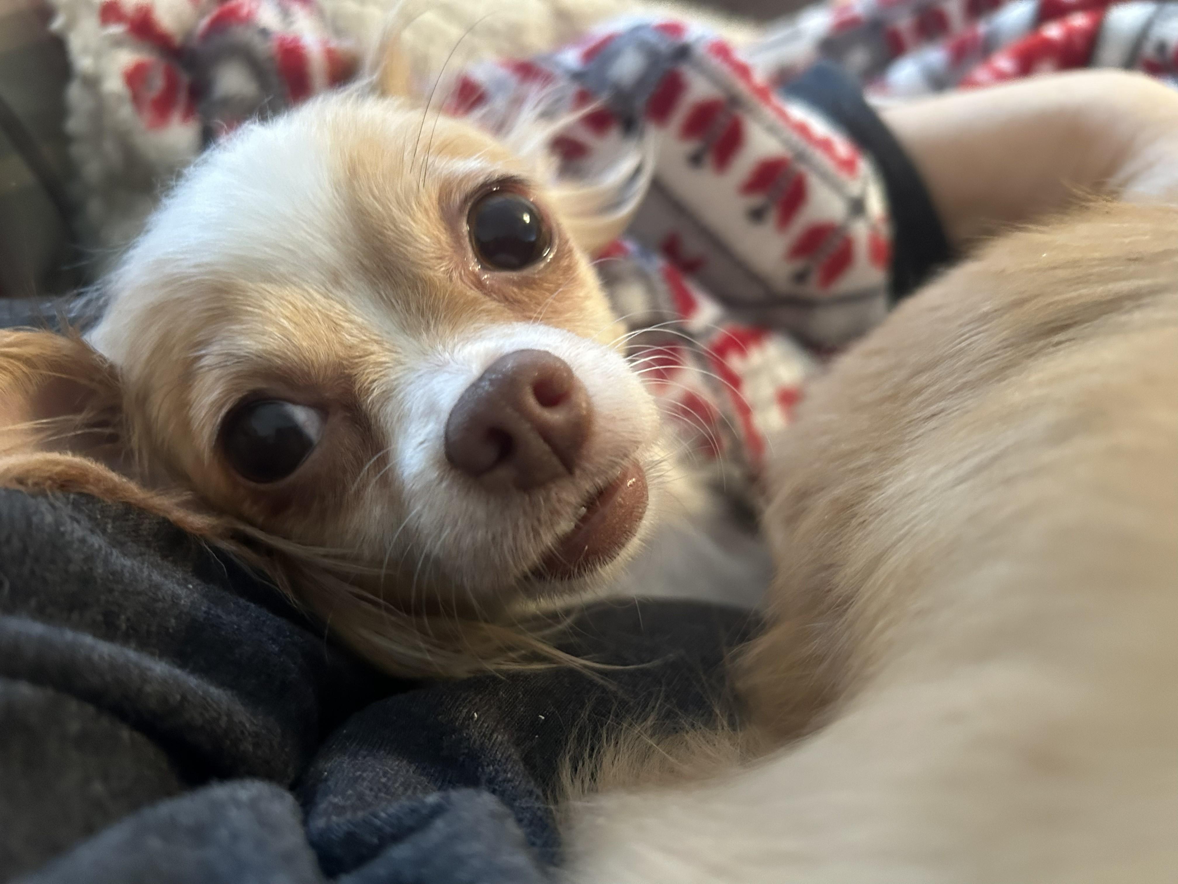 Enlarge Aubrey (Fostered in NE), an adopted Chihuahua in Brooklyn, CT image 3/4