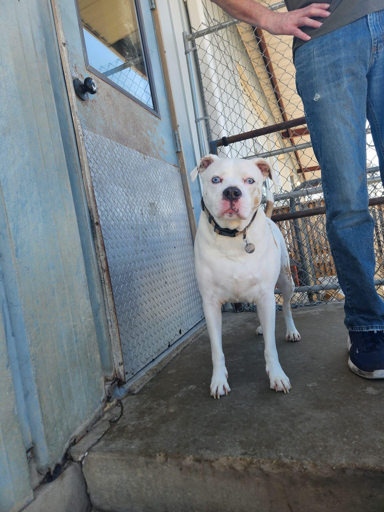 Chicago, adopted, Adult Male Pit Bull Terrier.