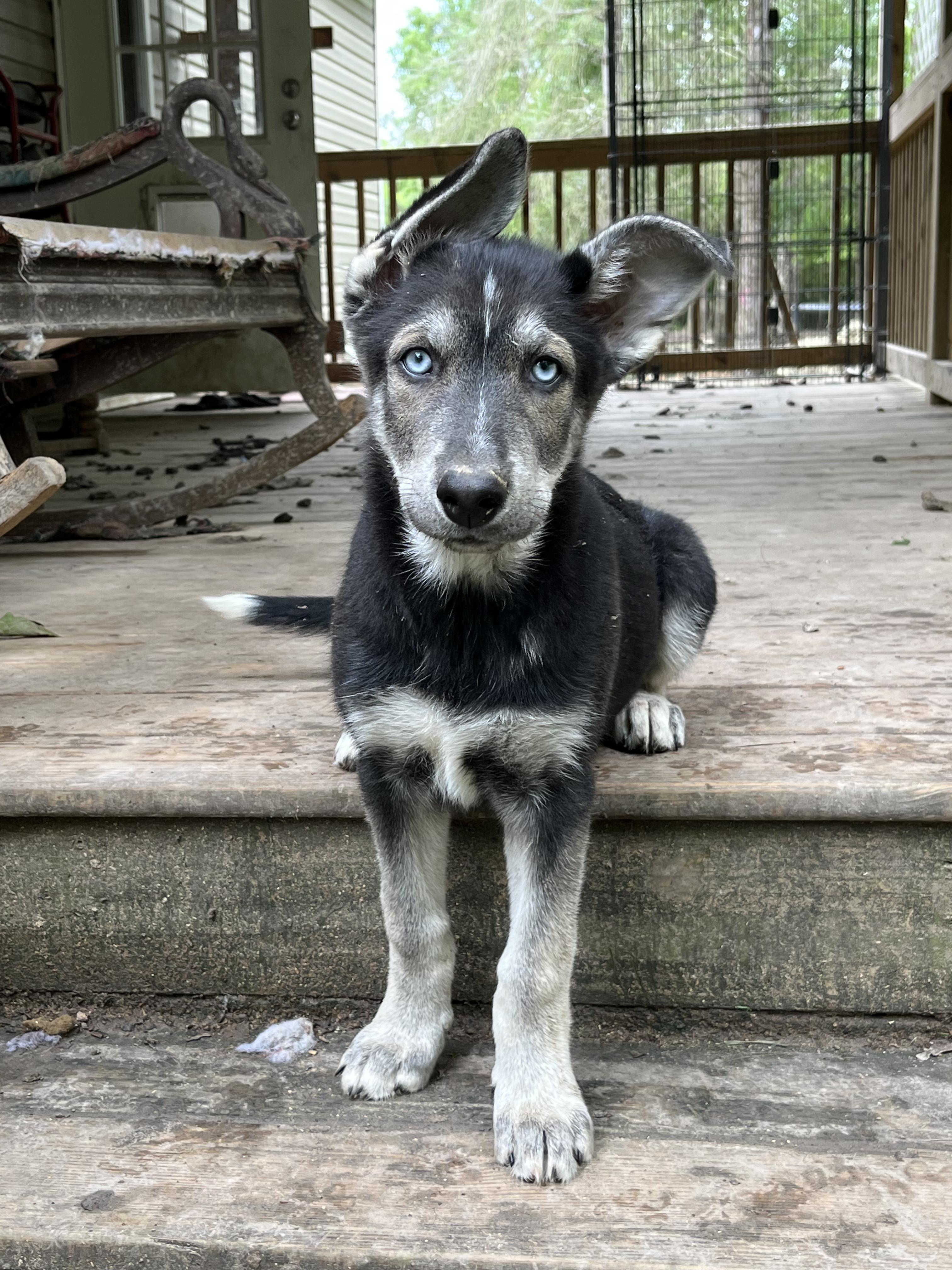 Megatron, a Adopted mixed breed in Griswold, CT image 1/5