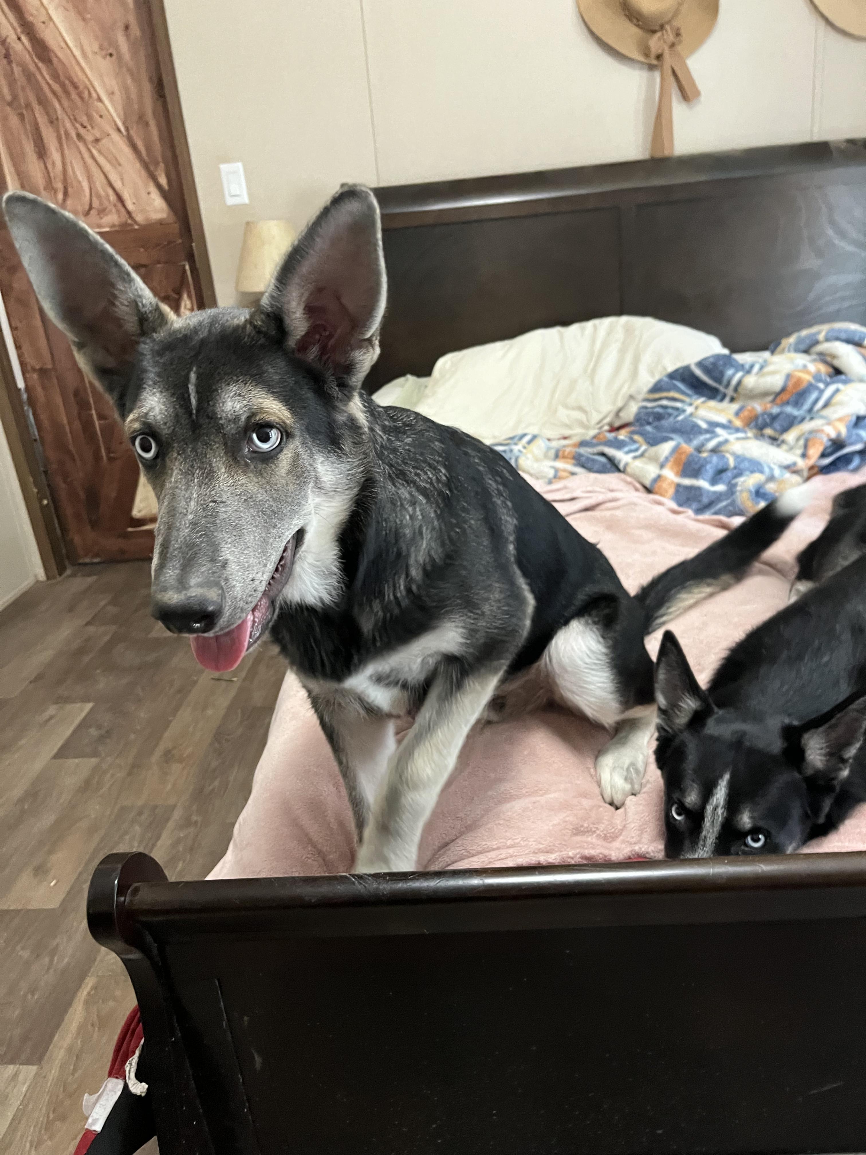 Megatron, a Adopted mixed breed in Griswold, CT image 2/5