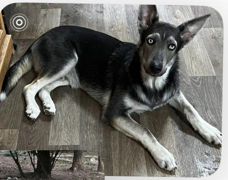 Megatron, a Adopted mixed breed in Griswold, CT image 3/5