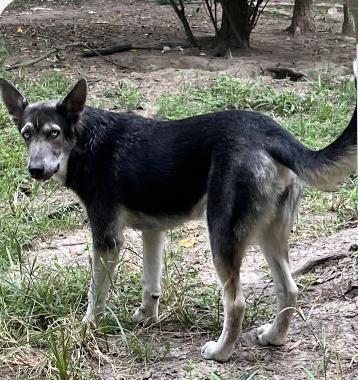 Megatron, a Adopted mixed breed in Griswold, CT image 5/5