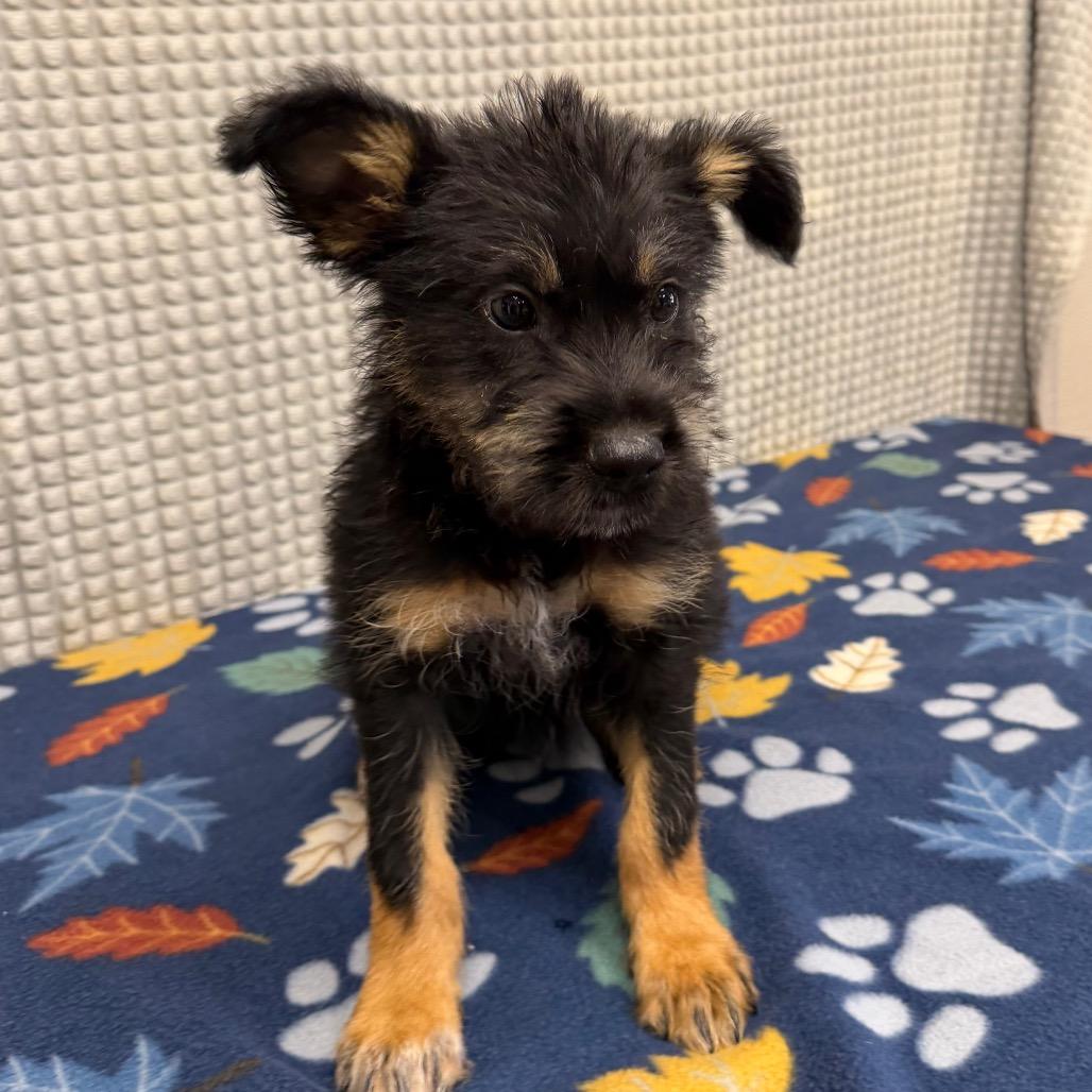 Chamberlain, Adoptable, Puppy Male Hound & Terrier.