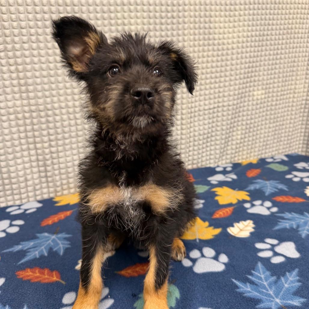 Enlarge Chamberlain, a Adoptable mixed breed in Bryan, TX image 2/3