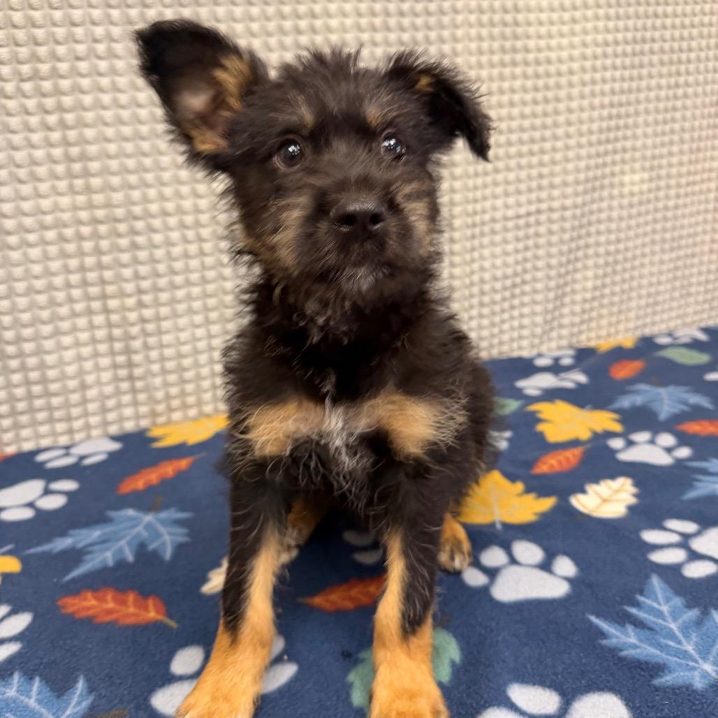 Enlarge Chamberlain, a Adoptable mixed breed in Bryan, TX image 3/3