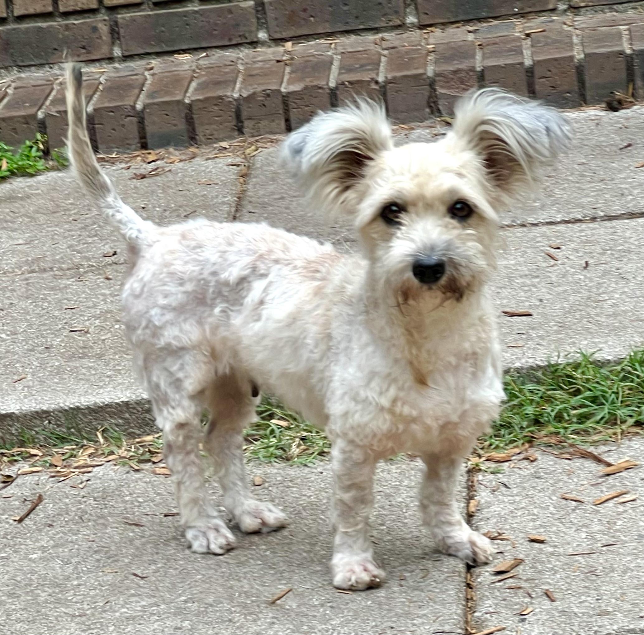 Enlarge Tali, a Adoptable mixed breed in Mt Pleasant, SC image 6/6