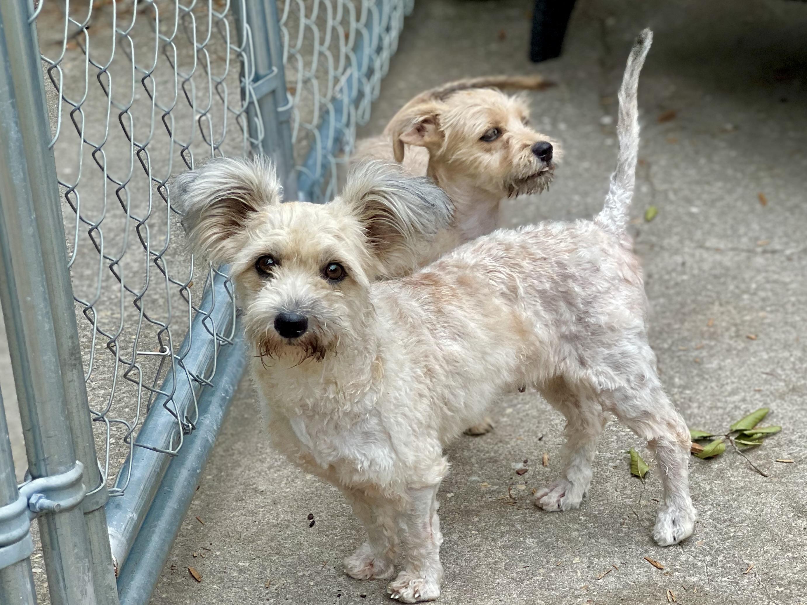 Enlarge Tali, a Adoptable mixed breed in Mt Pleasant, SC image 5/6