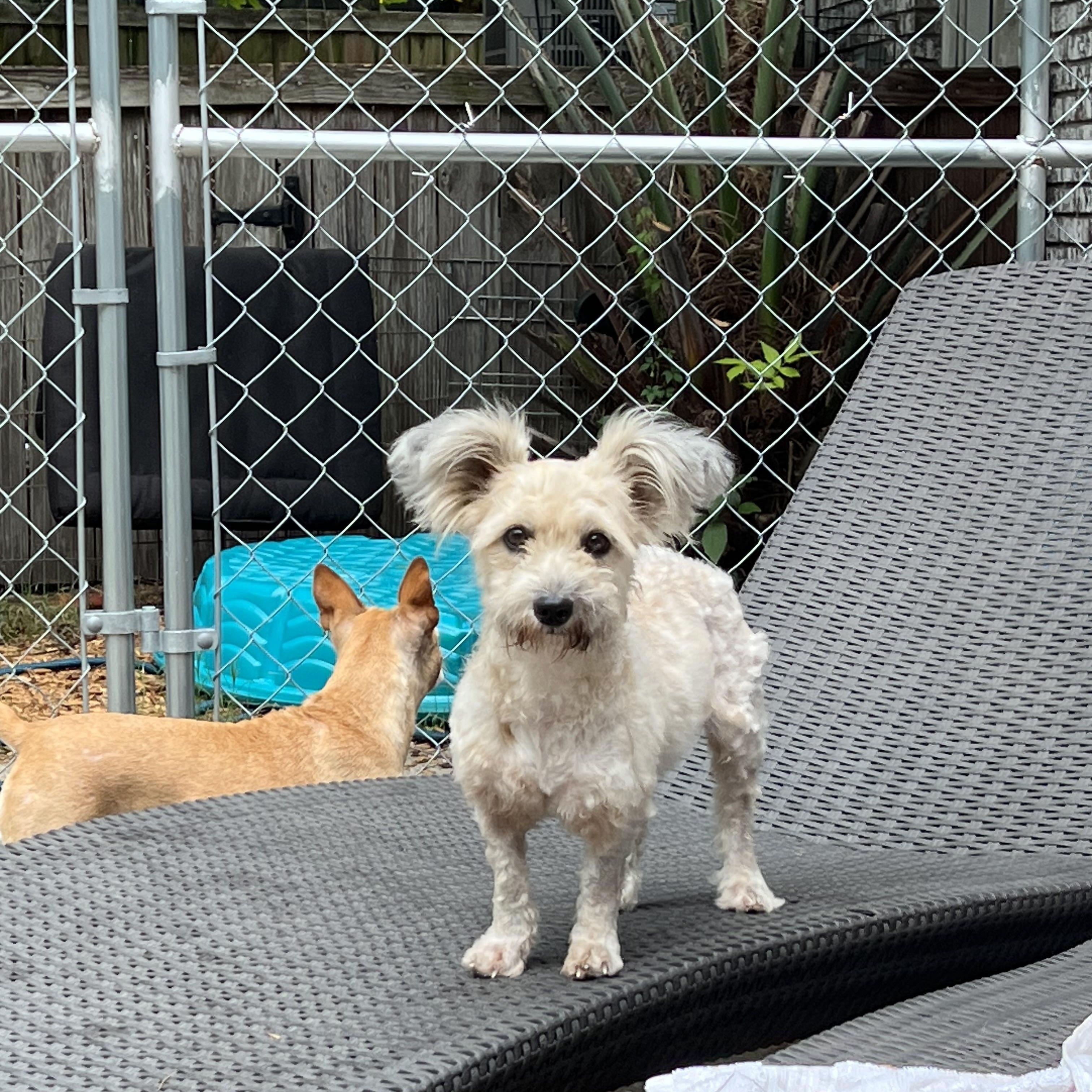 Tali, Adoptable, Adult Female Mixed Breed.