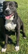 Lucky, Adoptable, Adult Male Pit Bull Terrier & Mixed Breed.