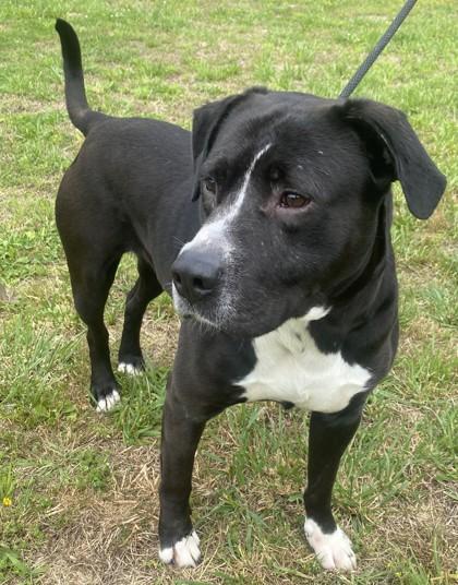 Enlarge Lucky, a Adoptable mixed breed in Blue Ridge, GA image 2/3