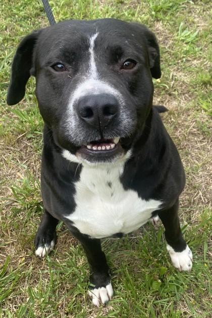 Enlarge Lucky, a Adoptable mixed breed in Blue Ridge, GA image 3/3