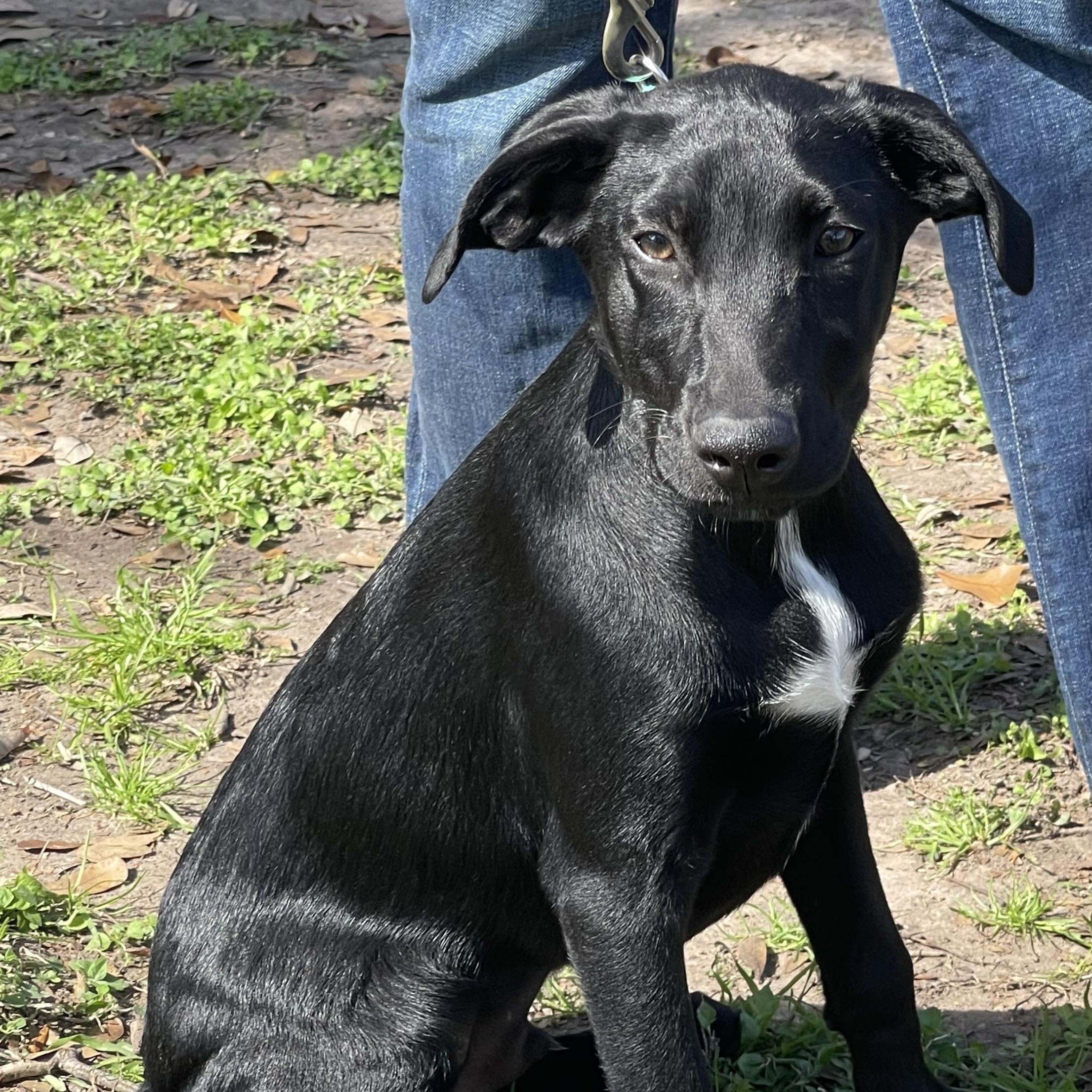 Rowan Rori’s boy, Adoptable, Puppy Male Belgian Shepherd / Malinois & Black Labrador Retriever.
