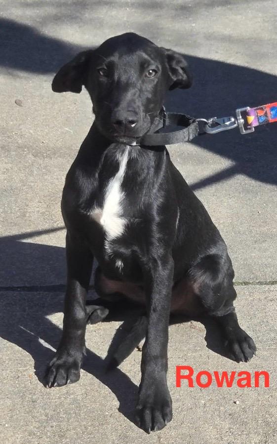 Rowan Rori’s boy, a Adoptable mixed breed in Bellaire, TX image 5/6