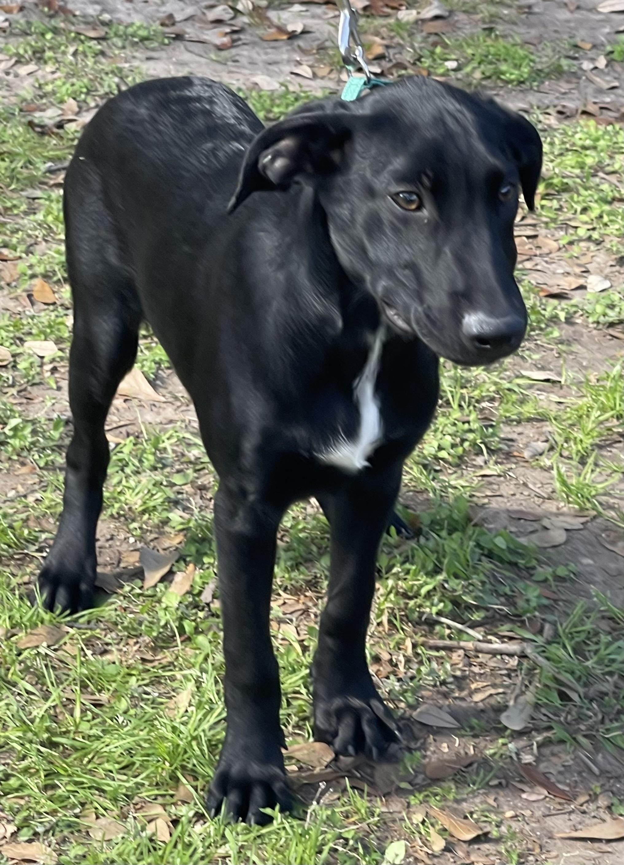 Rowan Rori’s boy, a Adoptable mixed breed in Bellaire, TX image 4/6