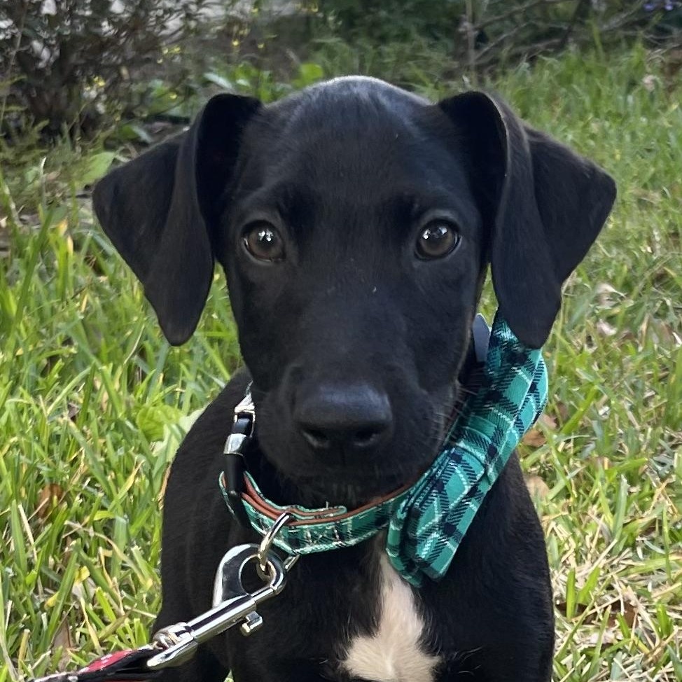 Rowan Rori’s boy, a Adoptable mixed breed in Bellaire, TX image 2/6