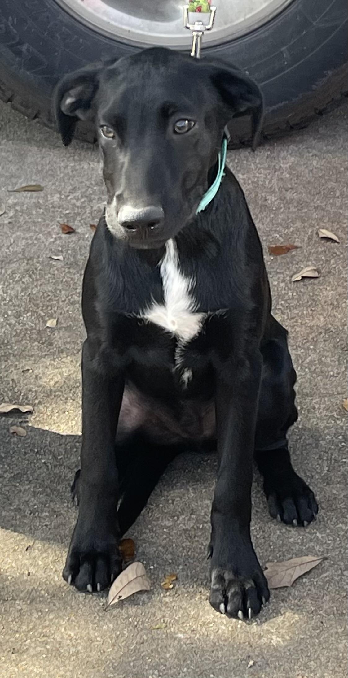 Rowan Rori’s boy, a Adoptable mixed breed in Bellaire, TX image 3/6