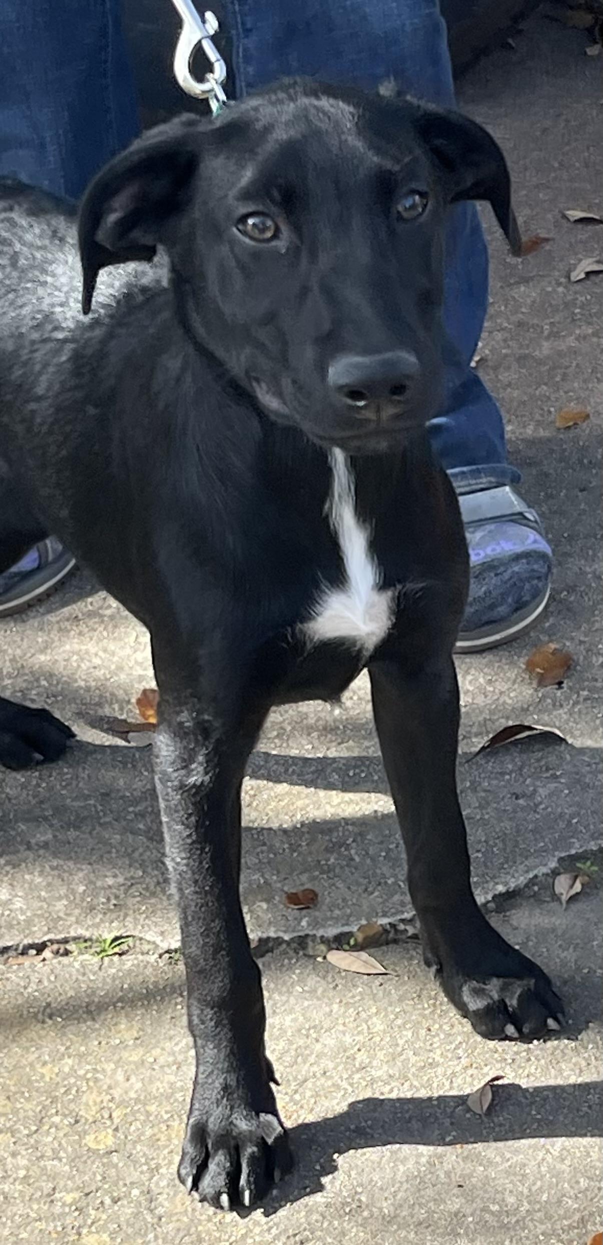 Rowan Rori’s boy, a Adoptable mixed breed in Bellaire, TX image 6/6