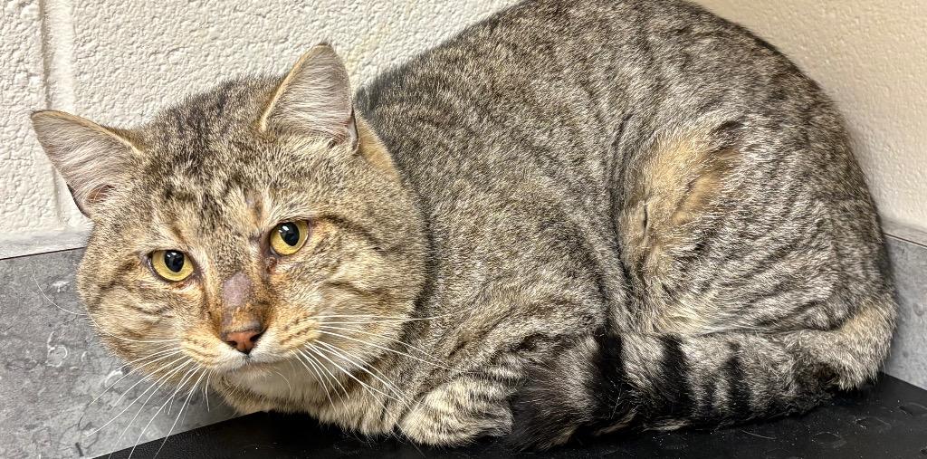 Meatball / AC 27646, Adoptable, Adult Male Domestic Short Hair.