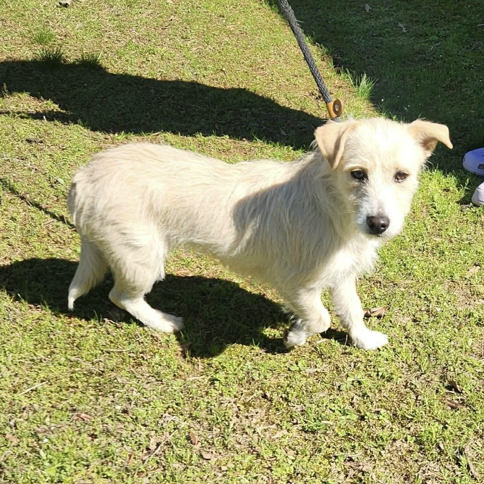 Enlarge Kiwi, an adopted mixed breed in Boulder, CO image 5/5