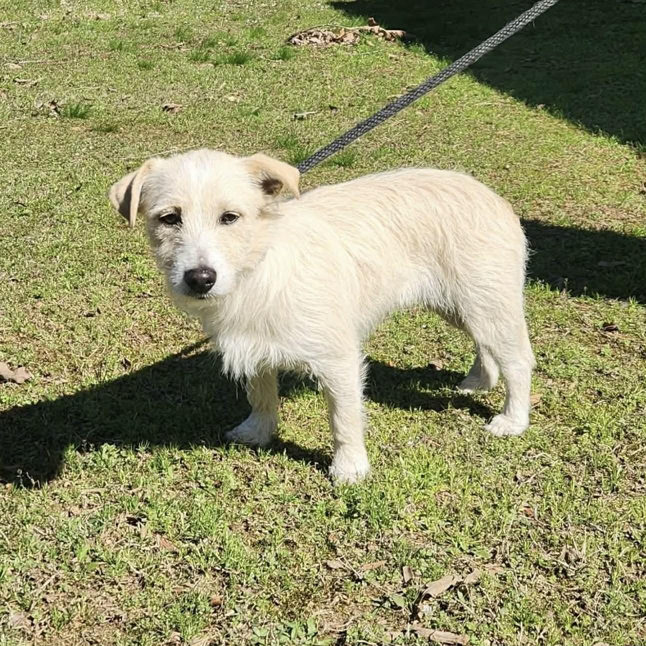 Kiwi, adopted, Young Female Cairn Terrier & West Highland White Terrier / Westie.