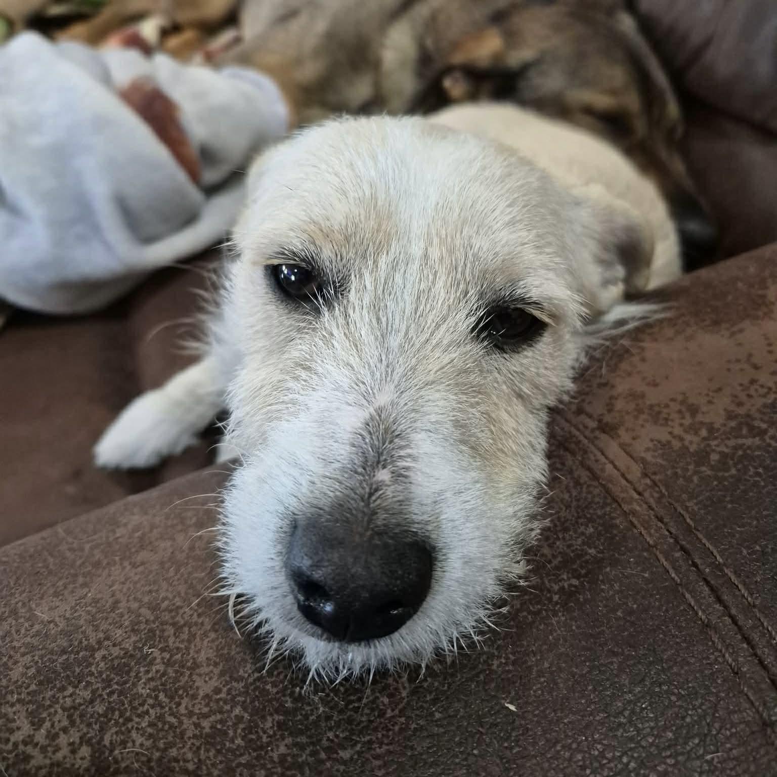 Enlarge Kiwi, an adopted mixed breed in Boulder, CO image 3/5