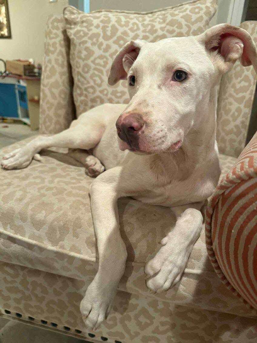 Enlarge Casper, a Adoptable mixed breed in Pelham, NH image 5/5