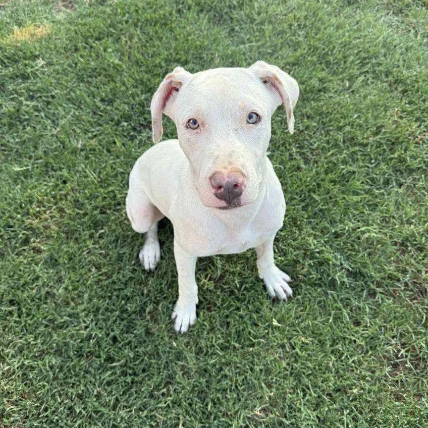 Enlarge Casper, a Adoptable mixed breed in Pelham, NH image 3/5