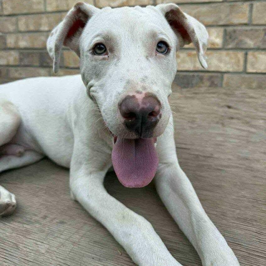 Enlarge Casper, a Adoptable mixed breed in Pelham, NH image 1/5