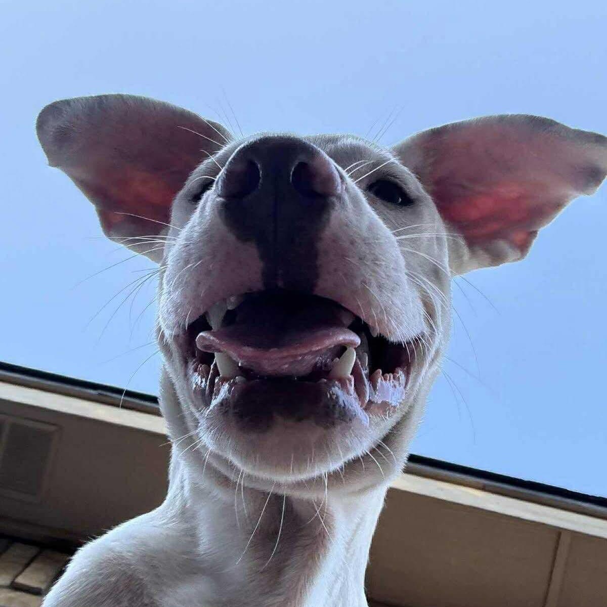 Enlarge Casper, a Adoptable mixed breed in Pelham, NH image 2/5