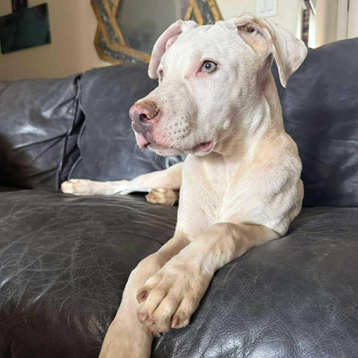 Enlarge Casper, a Adoptable mixed breed in Pelham, NH image 4/5