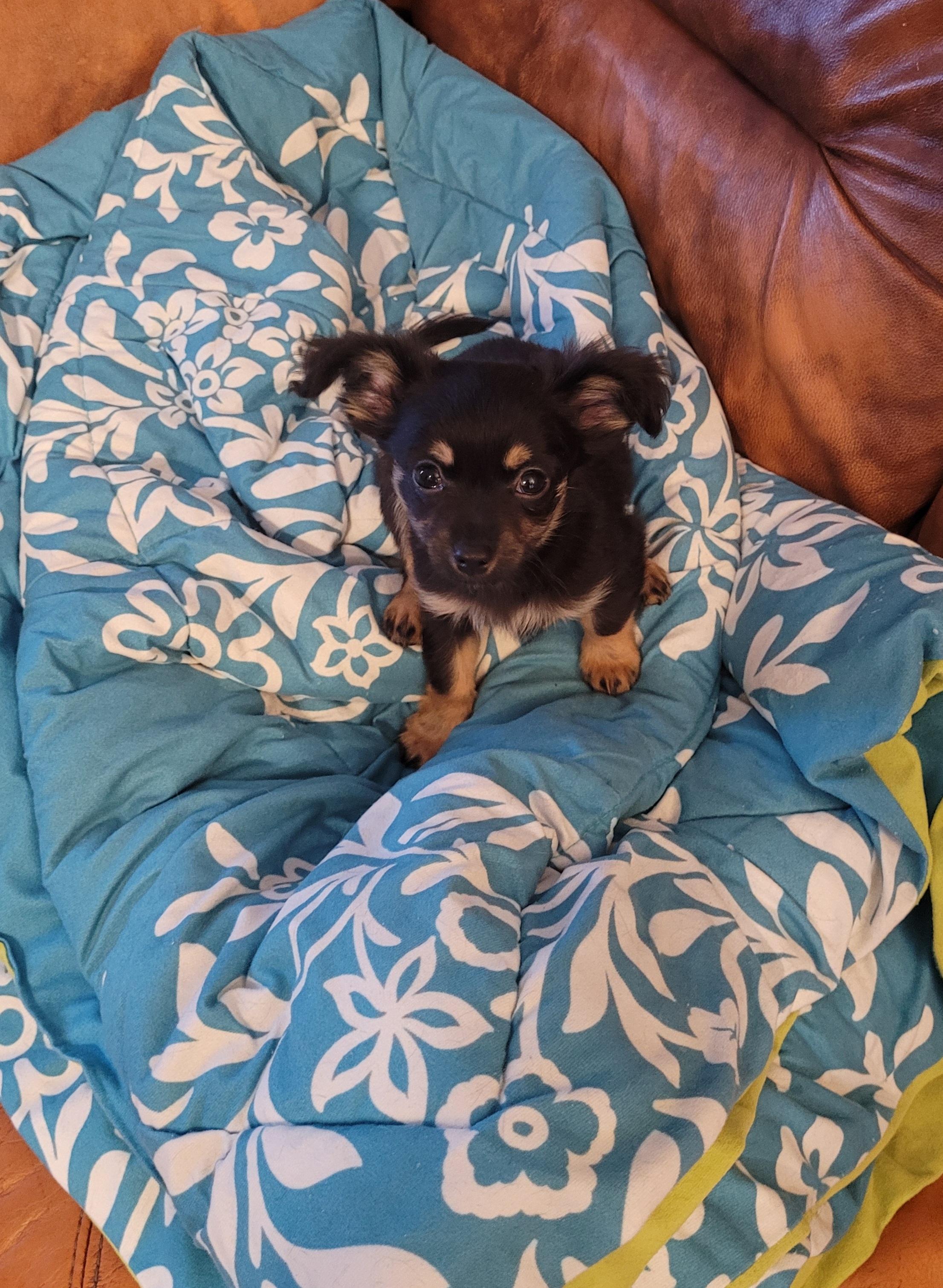 Enlarge Cookie, an adopted Chihuahua in Toronto, ON image 1/6