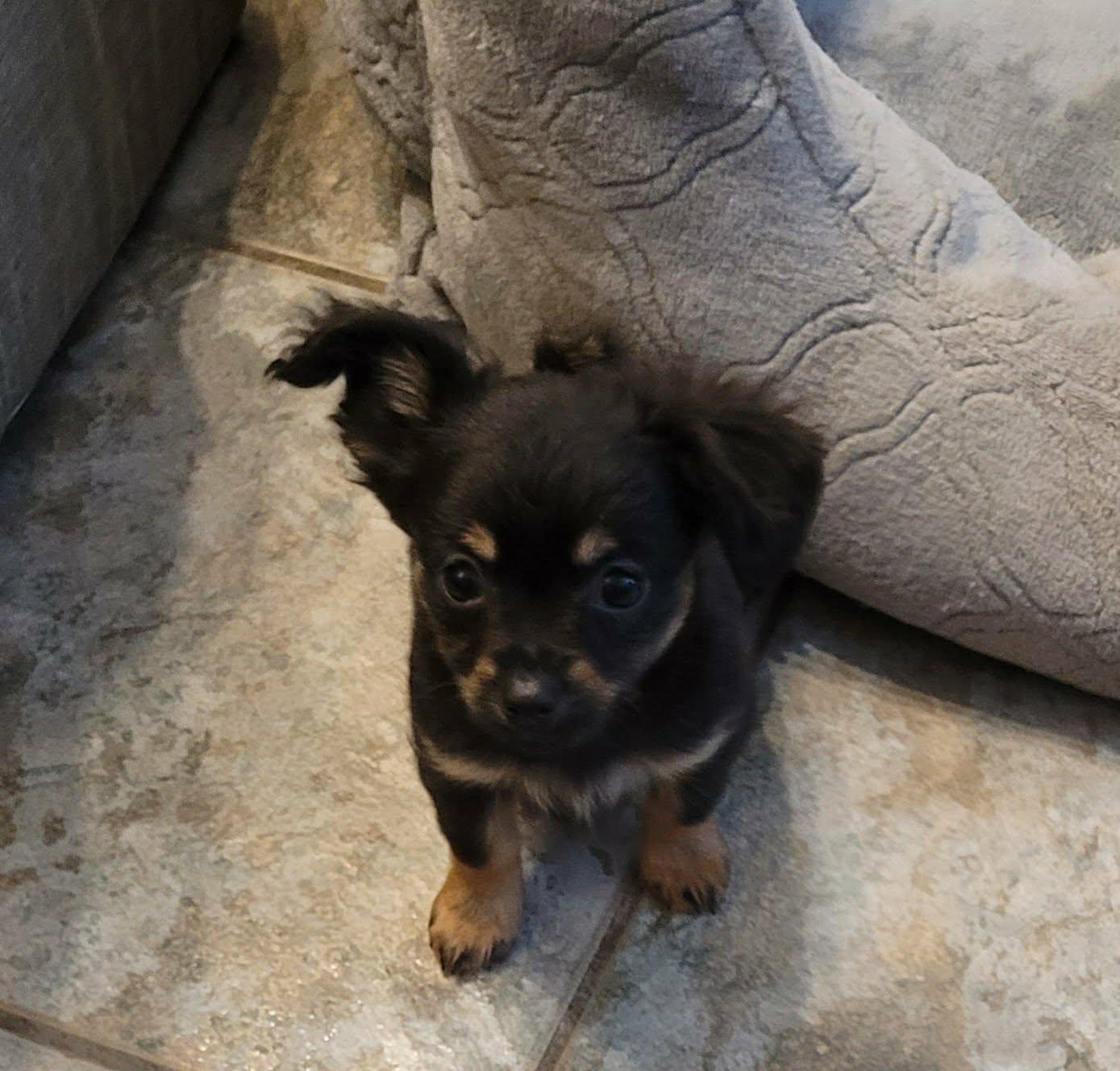 Enlarge Cookie, an adopted Chihuahua in Toronto, ON image 3/6