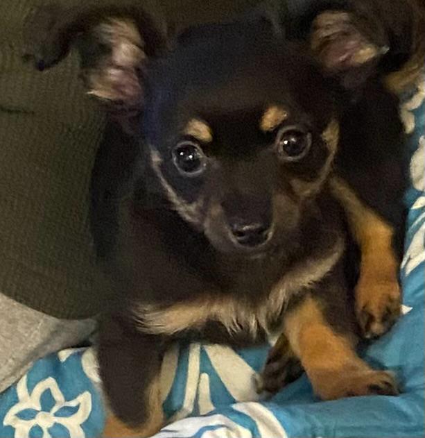 Enlarge Cookie, an adopted Chihuahua in Toronto, ON image 2/6